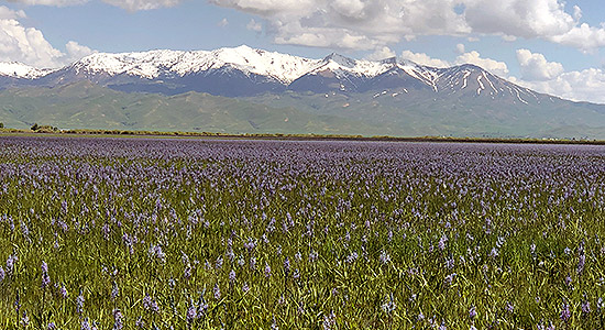 Camas Lilies in Bloom at Centennial Marsh Camas County. Photo courtesy of Ritter Digital Consulting